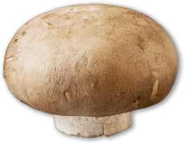 Crimini mushroom