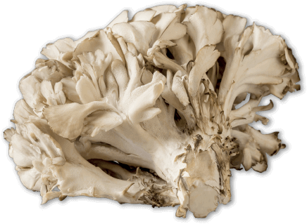 Maitake mushroom