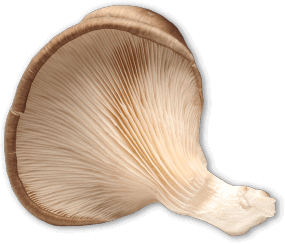 Oyster mushroom