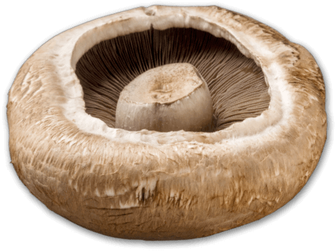 Portabella mushroom