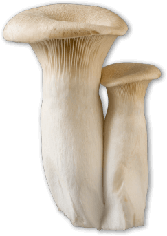 Royal Trumpet mushroom