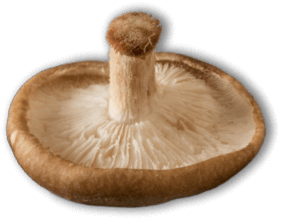 Shiitake mushroom