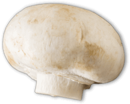 White button mushroom