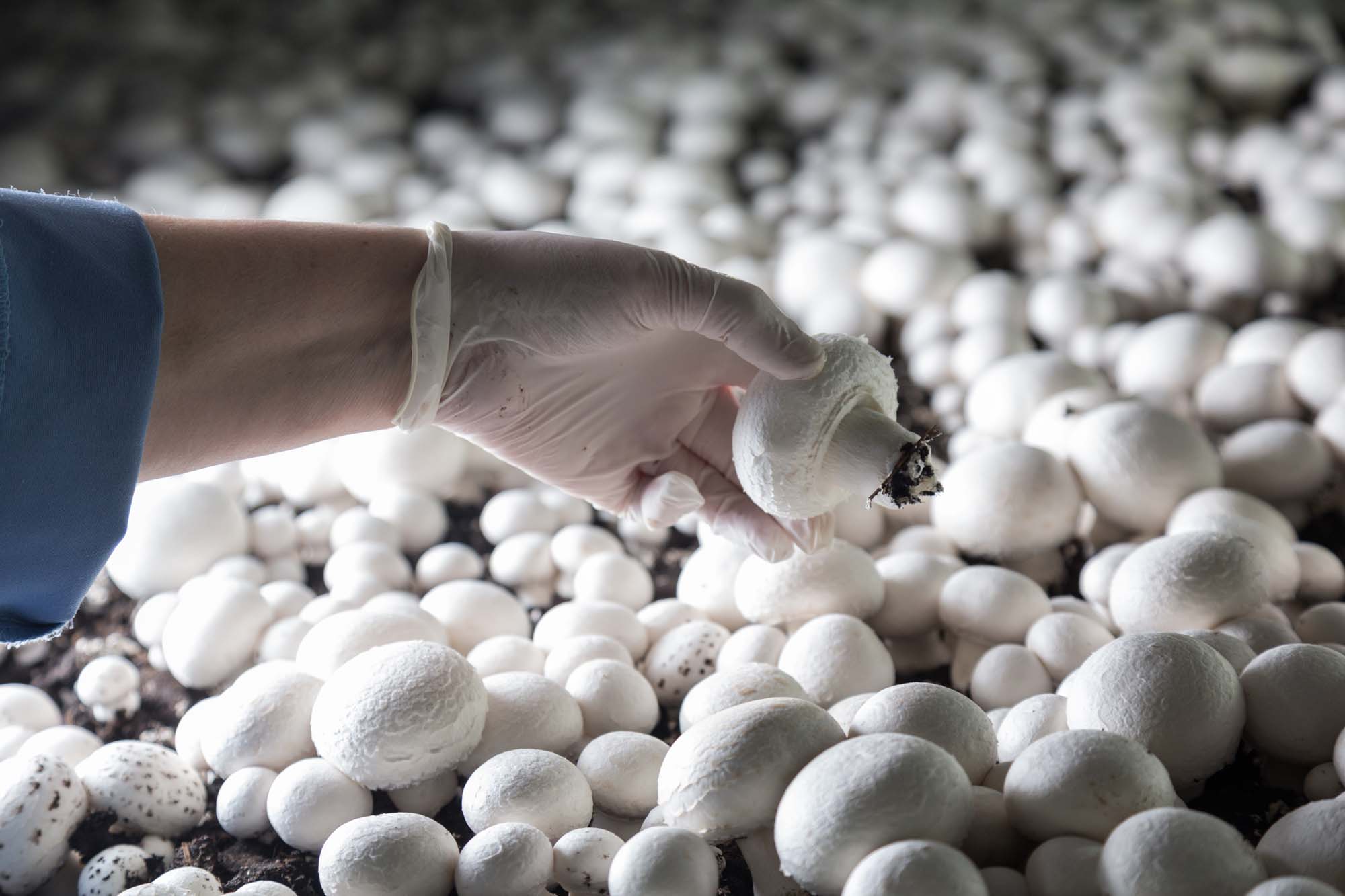 Mushrooms growing