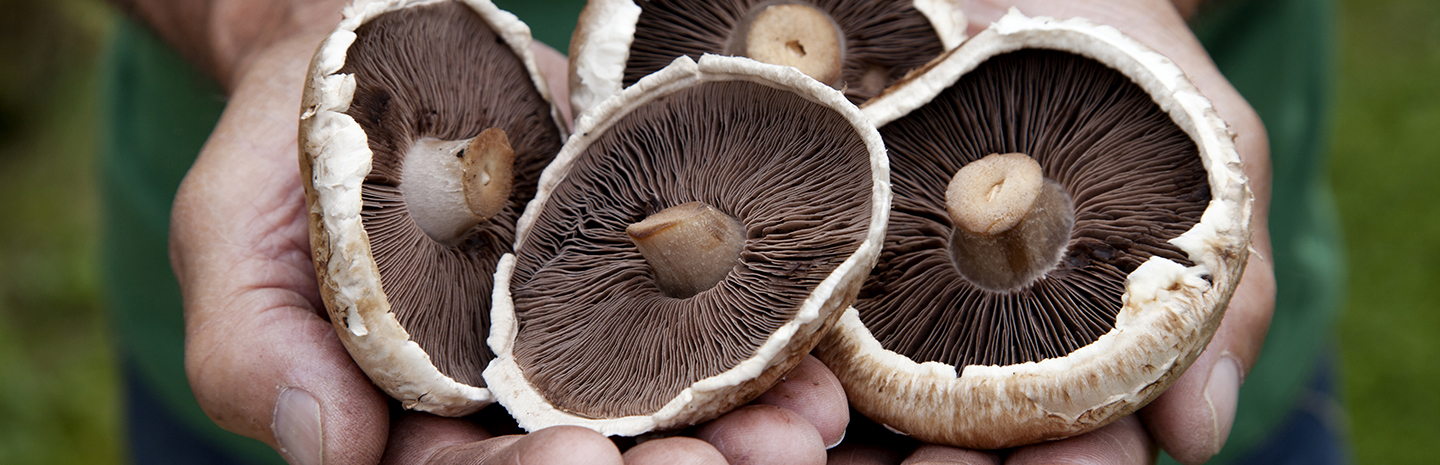 mushroom-farming-headergraphic-1440x465.jpg