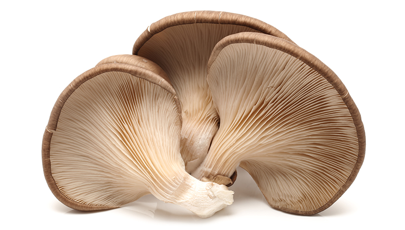 mushroom nutrition health benefits