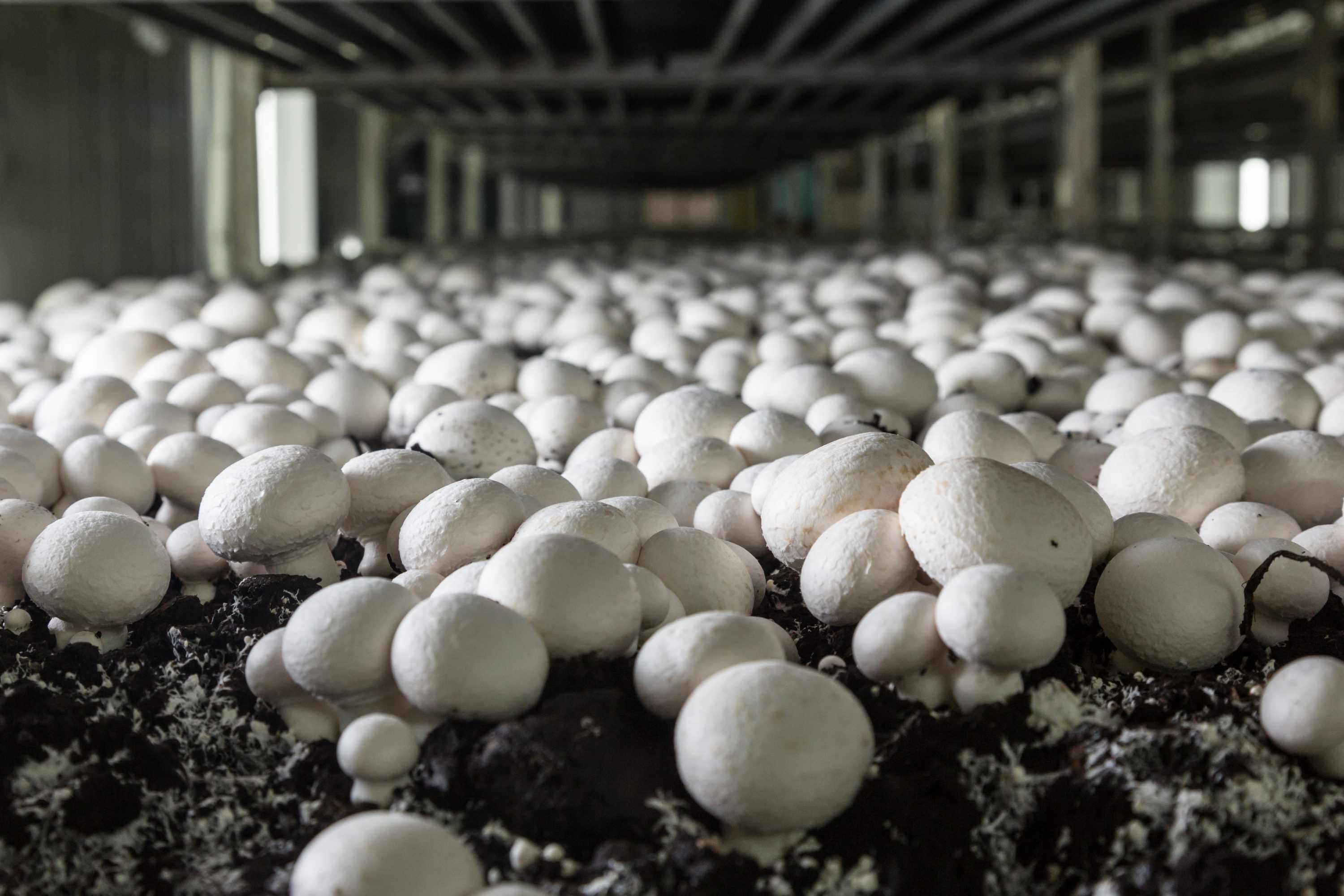 Mushroom Life Cycle Assessment Mushroom Sustainability