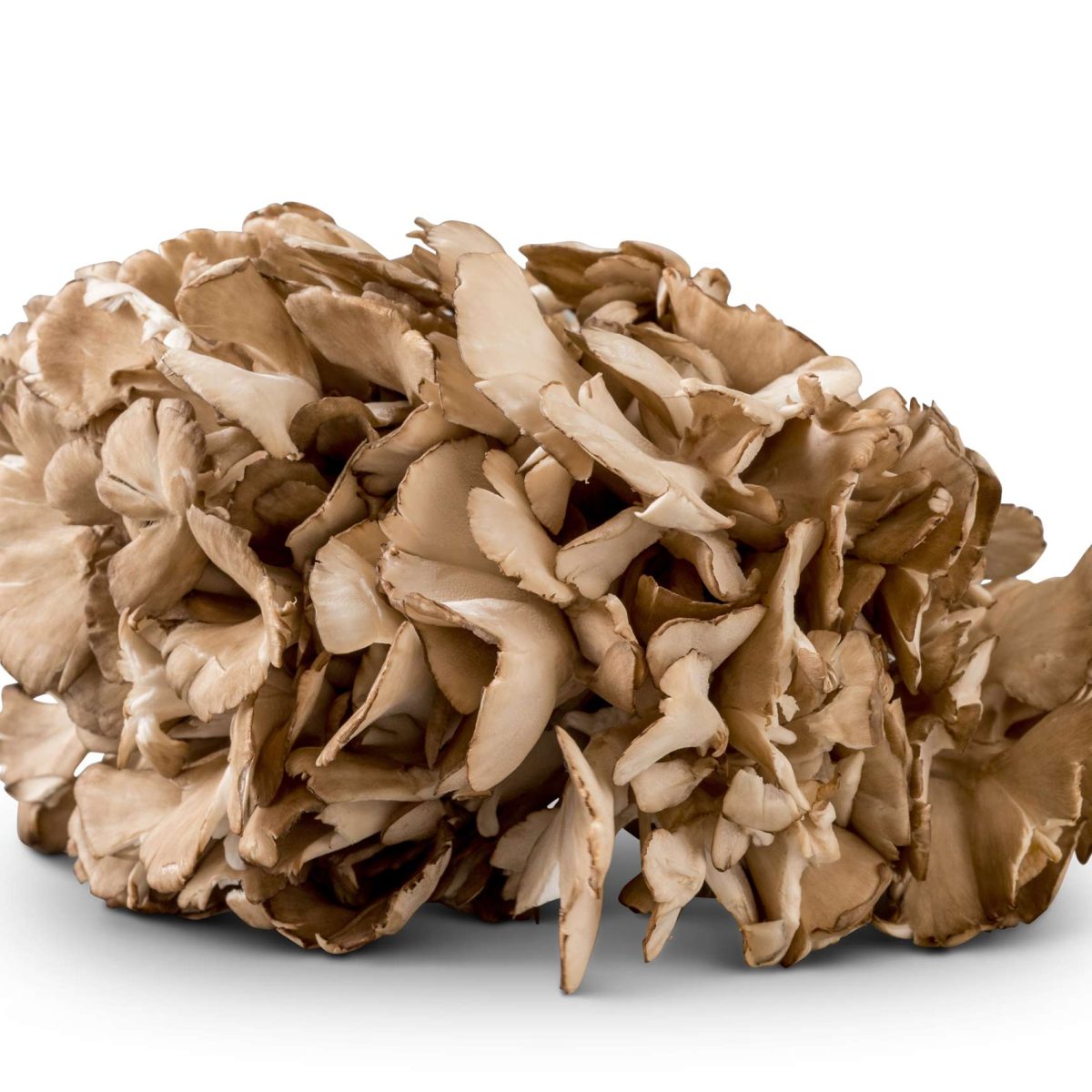 Maitake Mushrooms Mushroom Varieties 101