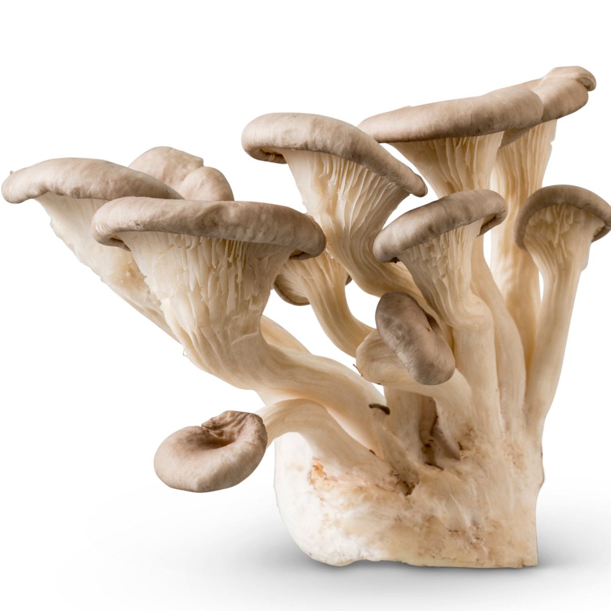 Oyster Mushrooms Mushroom Varieties 101