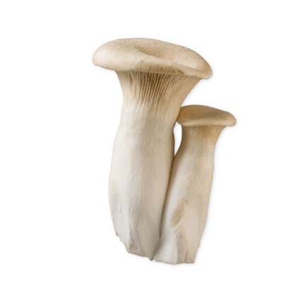 Royal Trumpet Mushrooms