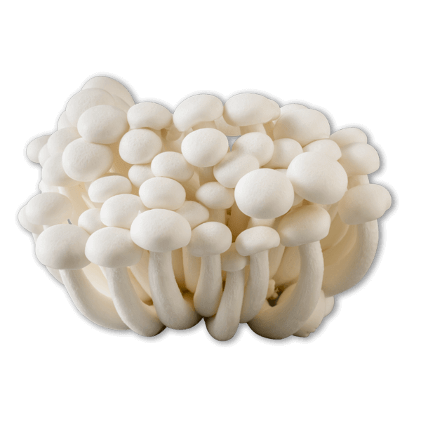 Beech mushroom