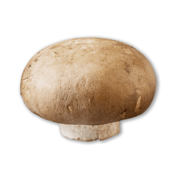 Crimini mushroom