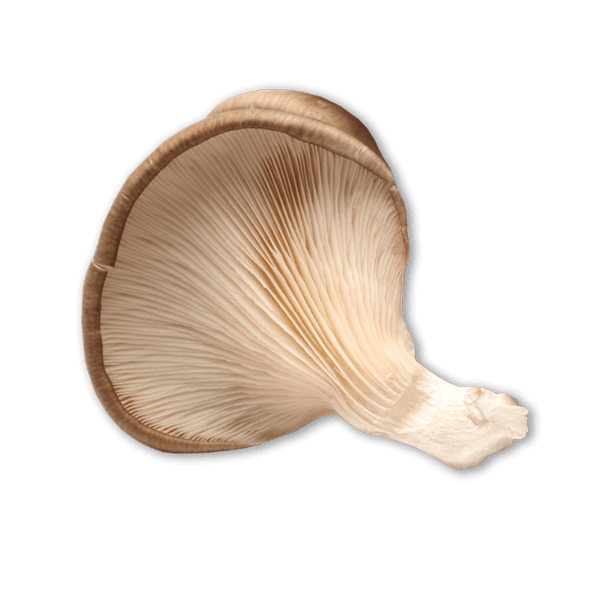 Oyster mushroom