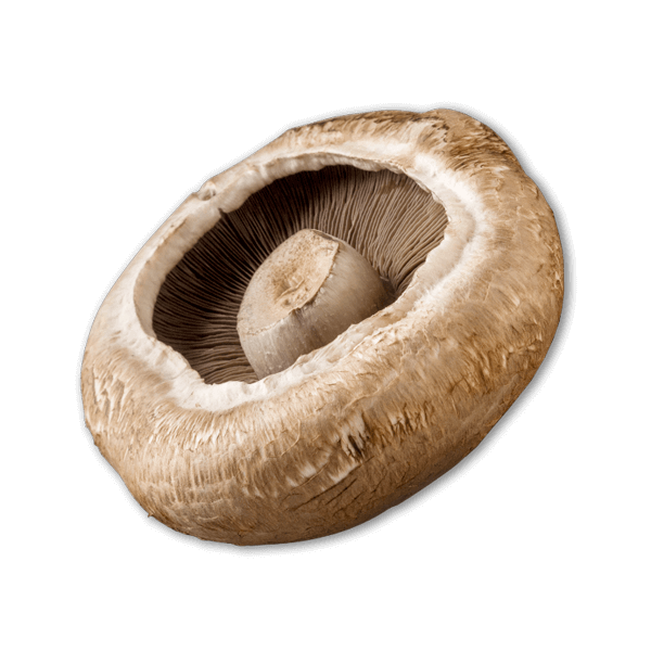 Portabella mushroom