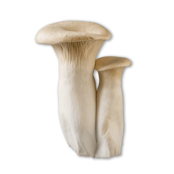 Royal trumpet mushroom