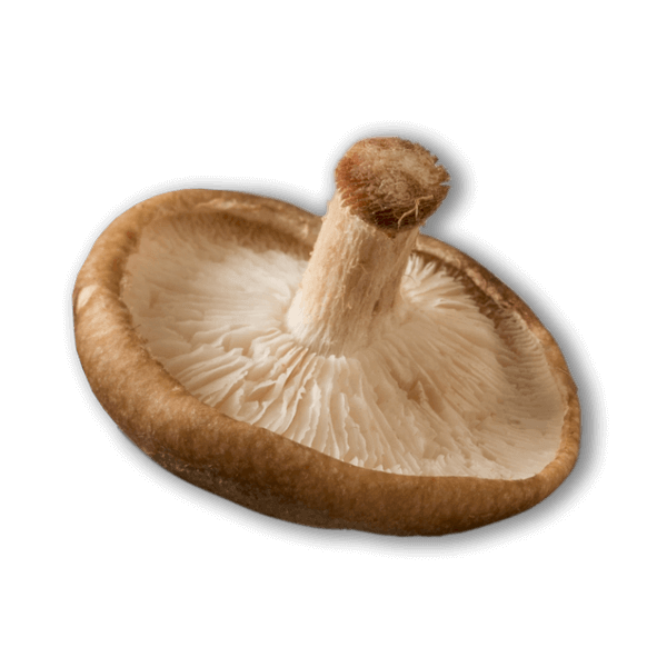 Shiitake mushroom